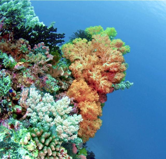 Nomad Divers Bangka Likupang Exteriér fotografie