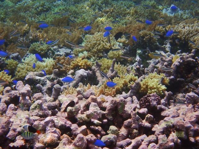 Nomad Divers Bangka Likupang Exteriér fotografie